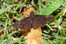 Image of Zarucco Duskywing