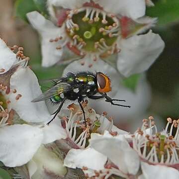 Image of Amenia chrysame (Walker 1849)