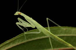 Imagem de Sinomantis denticulata Beier 1933