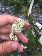 Image of Spiraea alpina Pall.