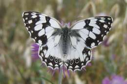 Imagem de Melanargia lachesis Hübner 1790