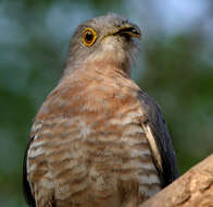 Image of Common Hawk Cuckoo