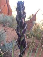 Image of narrowleaf yucca