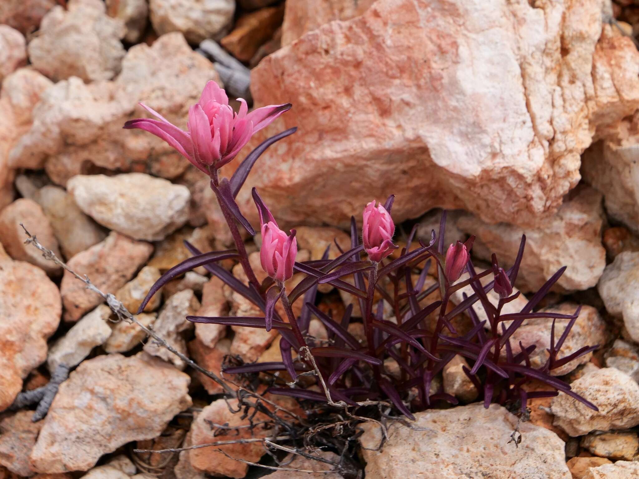 Plancia ëd Castilleja revealii N. H. Holmgren