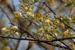 Imagem de Albizia amara (Roxb.) B. Boivin