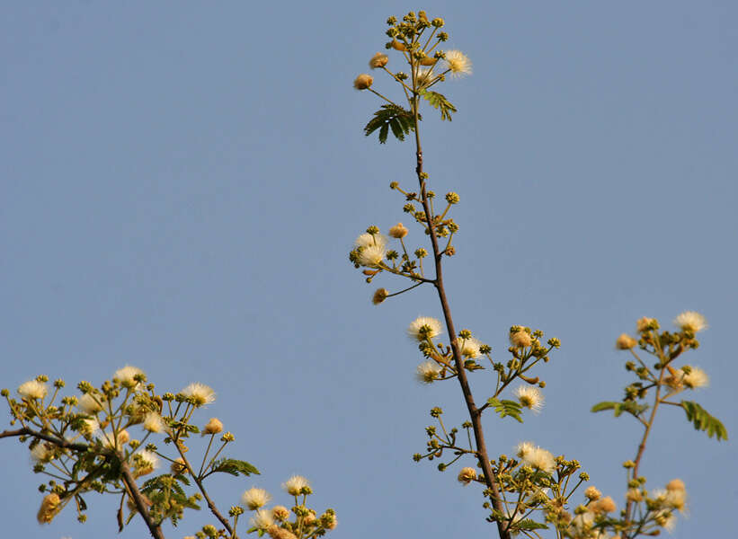 Imagem de Albizia amara (Roxb.) B. Boivin