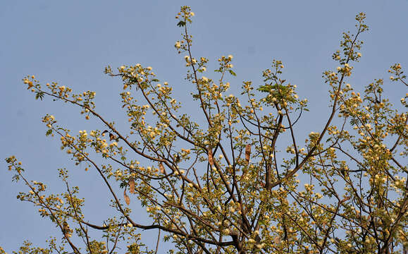 Image of Albizia amara (Roxb.) B. Boivin