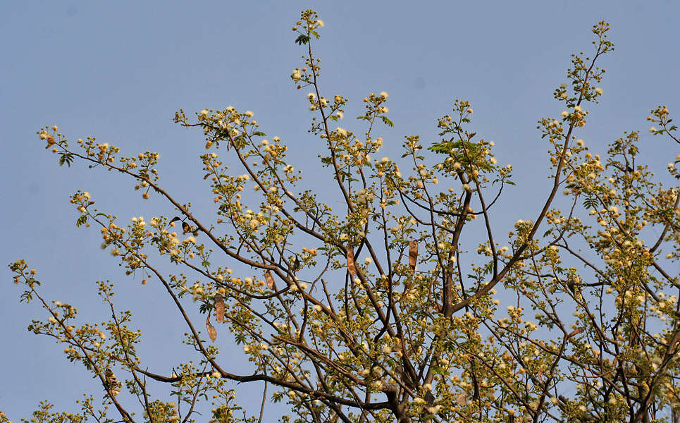 Imagem de Albizia amara (Roxb.) B. Boivin