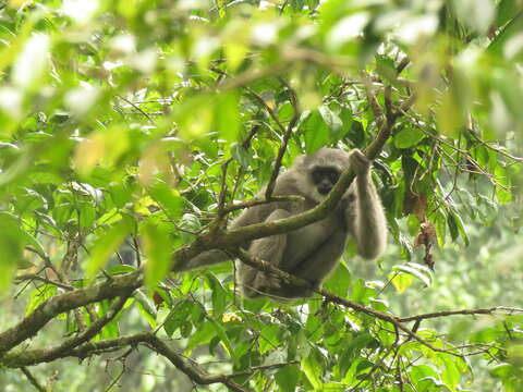 Image of silvery gibbon