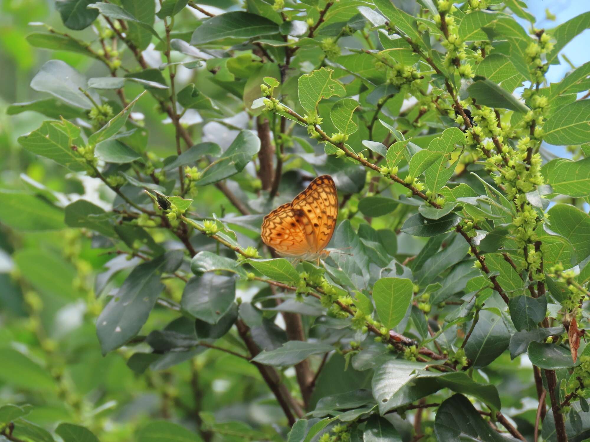 Image of Bridelia cathartica subsp. cathartica