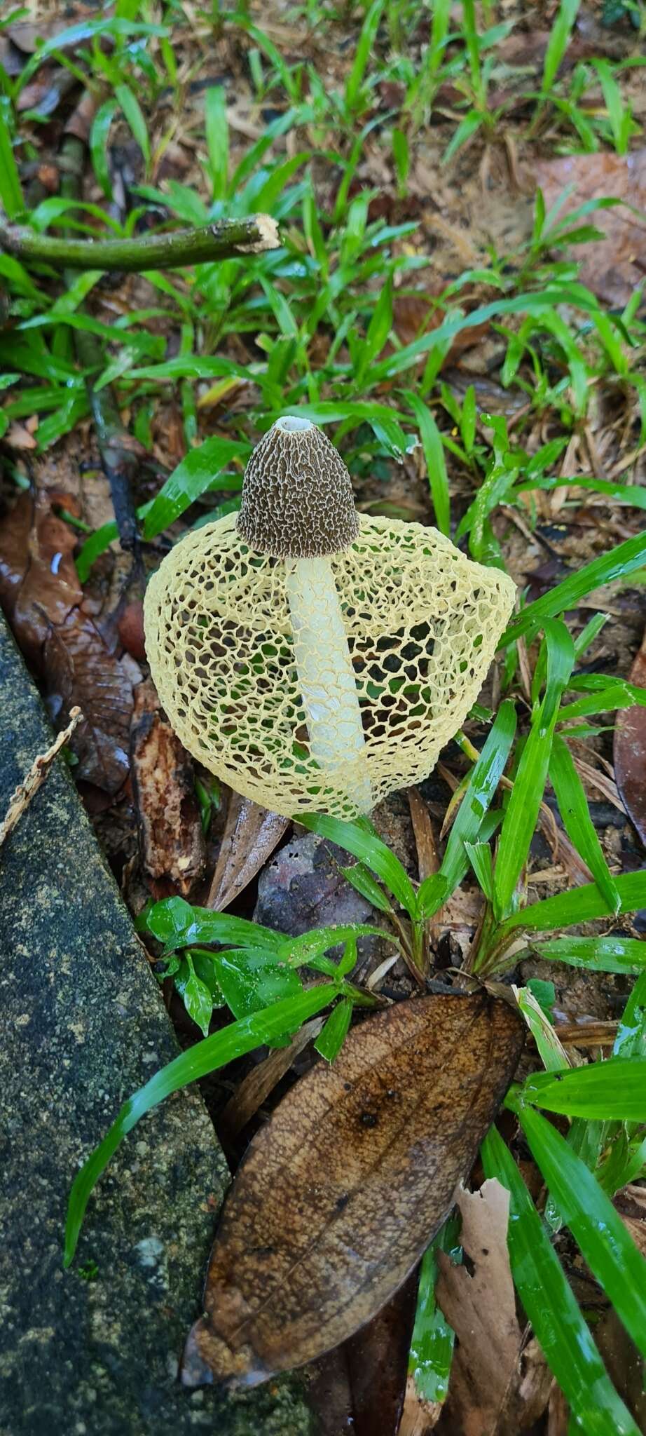 Plancia ëd Phallus lutescens