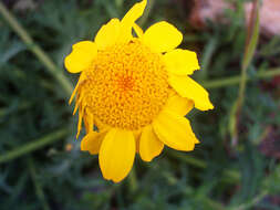 Image of corndaisy