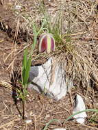 Image of Fritillaria messanensis