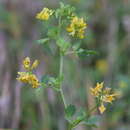 Image of Medicago carstiensis Wulfen