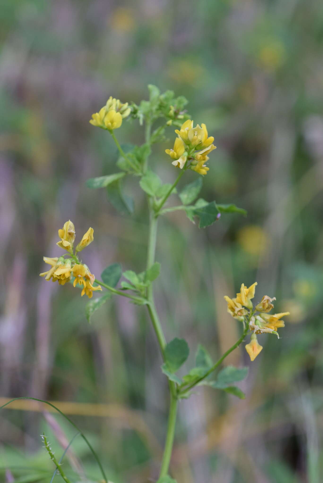 Image of Medicago carstiensis Wulfen