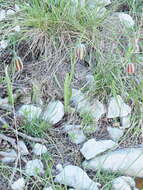 Image of Fritillaria messanensis