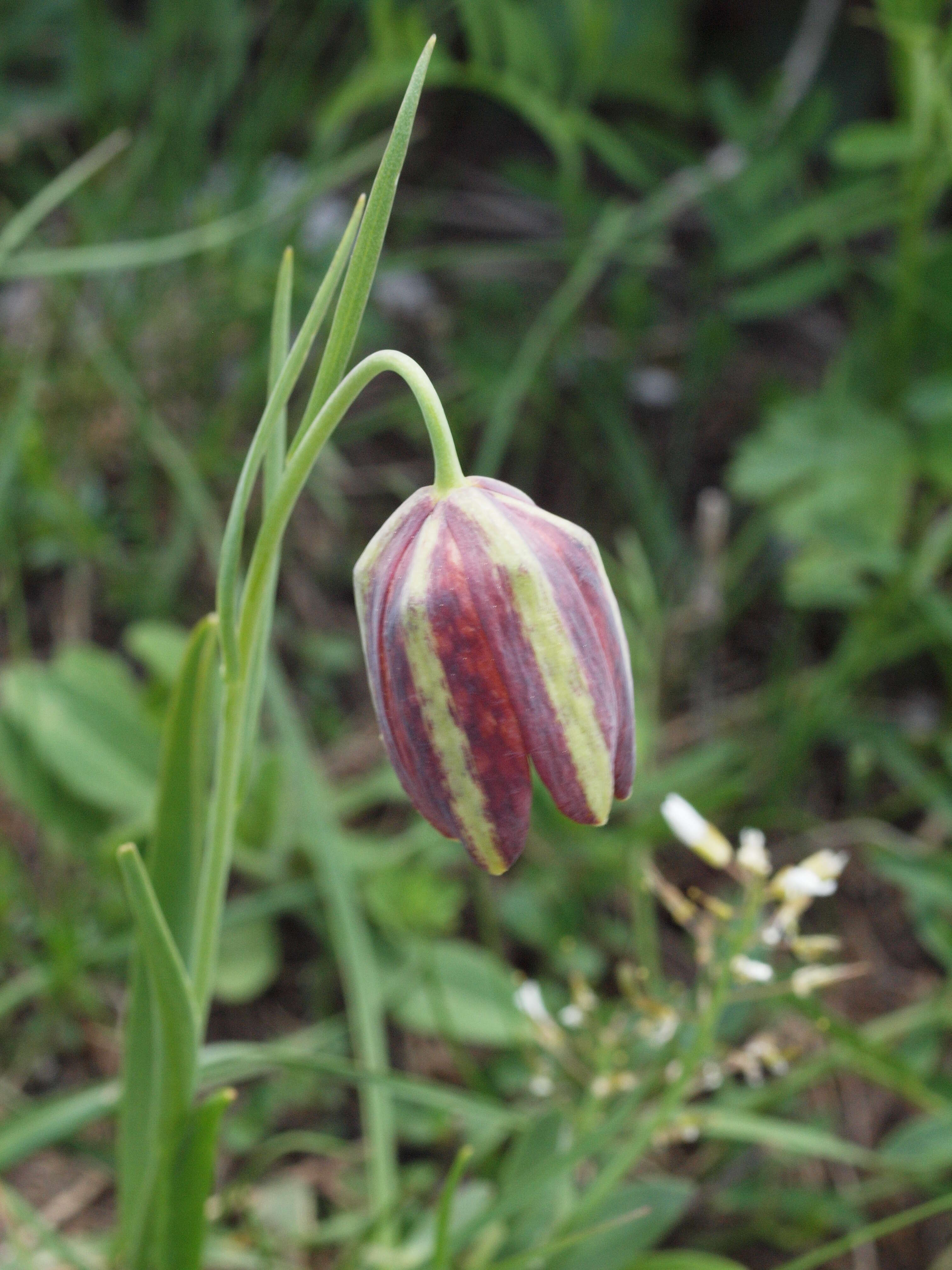 Image of Fritillaria messanensis