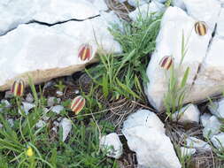 Image of Fritillaria messanensis