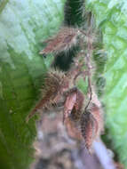 Image of Acrotrema costatum Jack