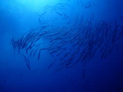 Image of Blackfin barracuda