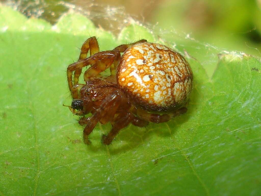 Image of Araneus alsine (Walckenaer 1802)