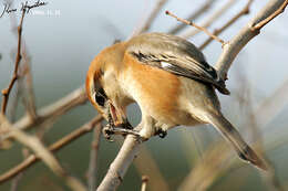 Image of Bull-headed Shrike