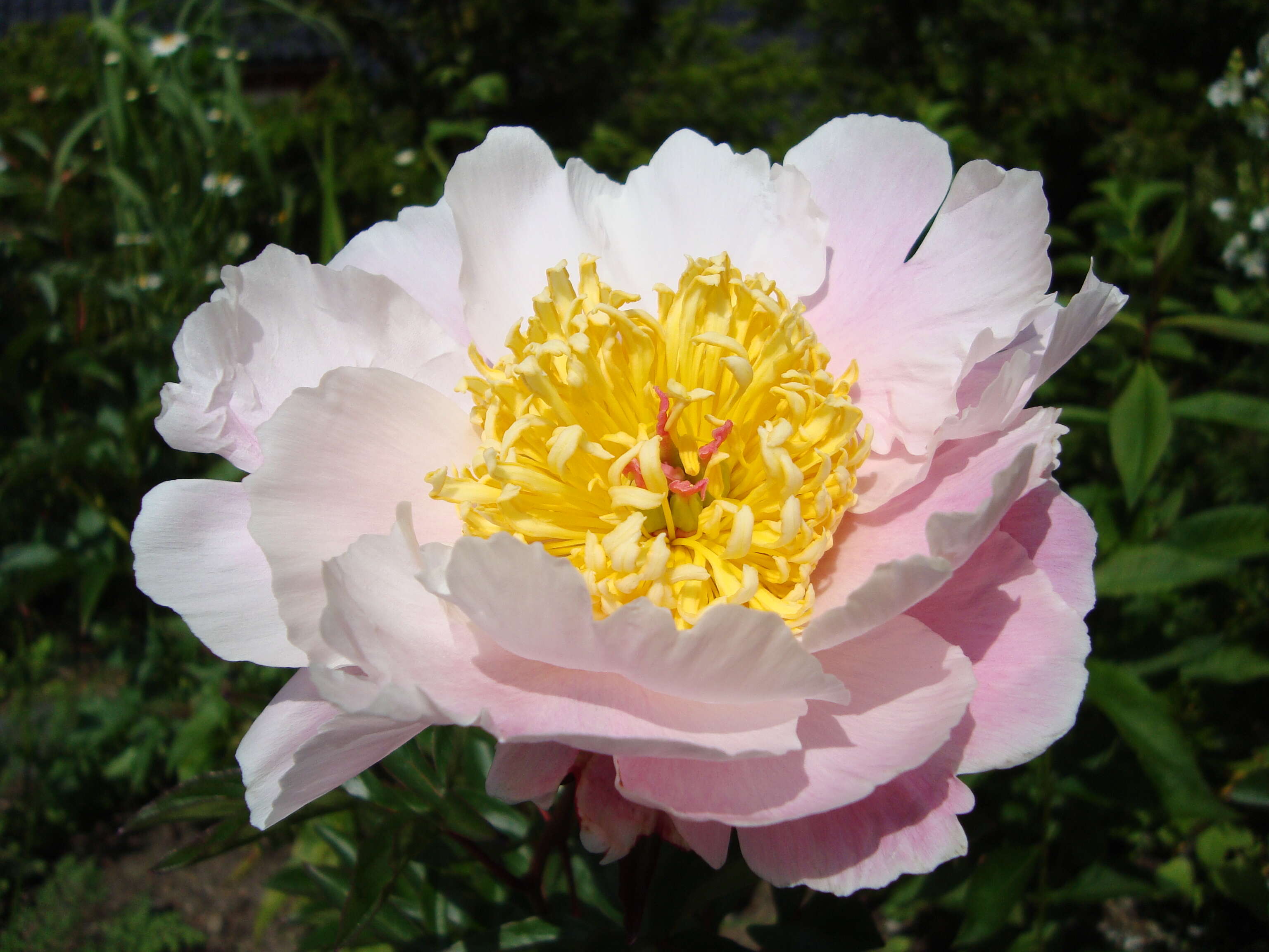 Plancia ëd Paeonia lactiflora Pall.