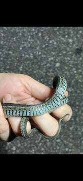 Image of Thamnophis sirtalis similis Rossman 1965