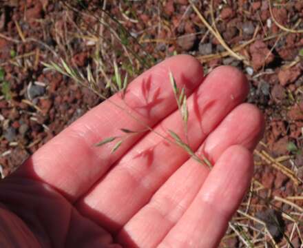 Image of Festuca nigrescens Lam.