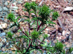 Image of Carlina corymbosa L.