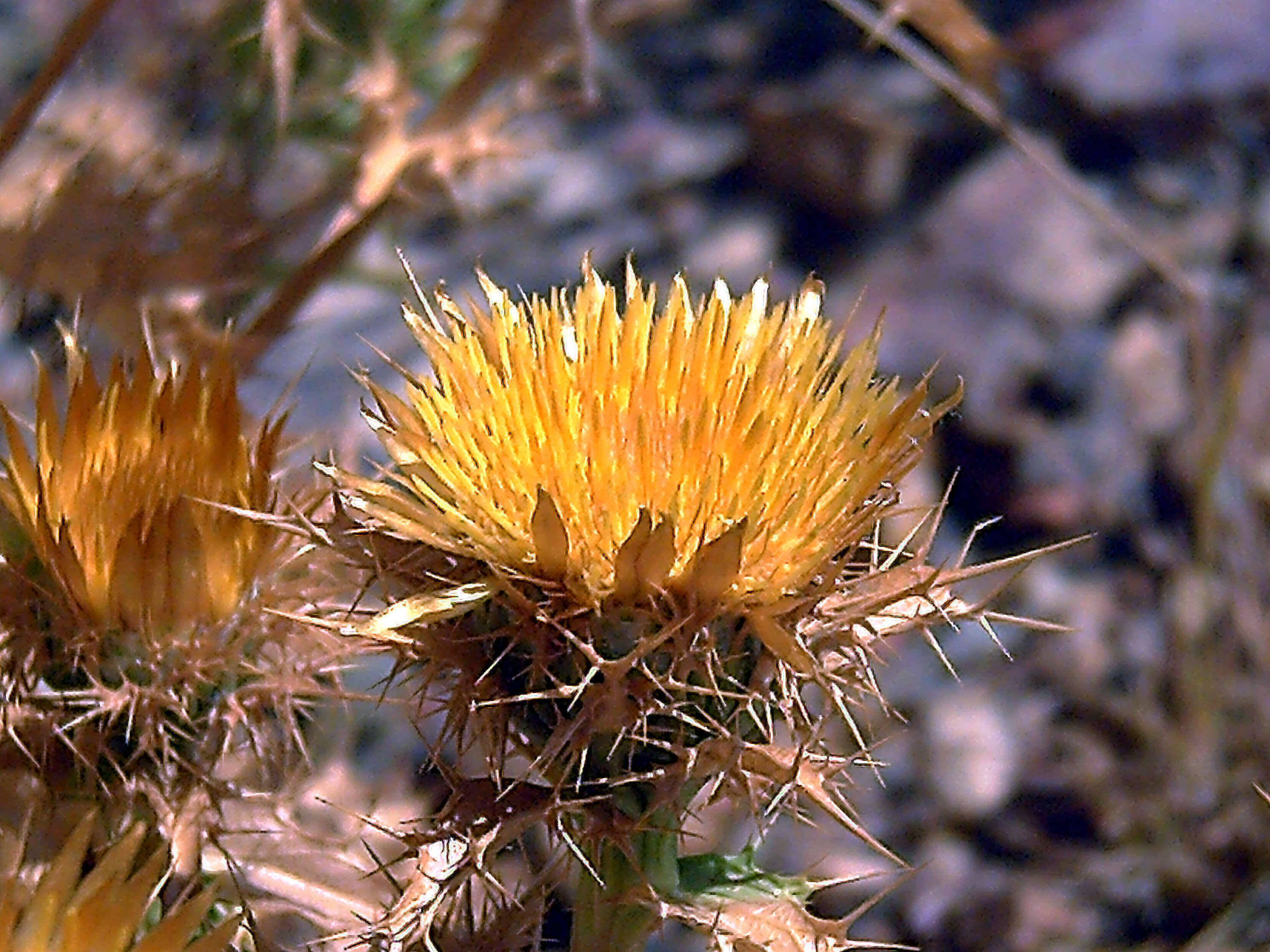 Image of Carlina corymbosa L.