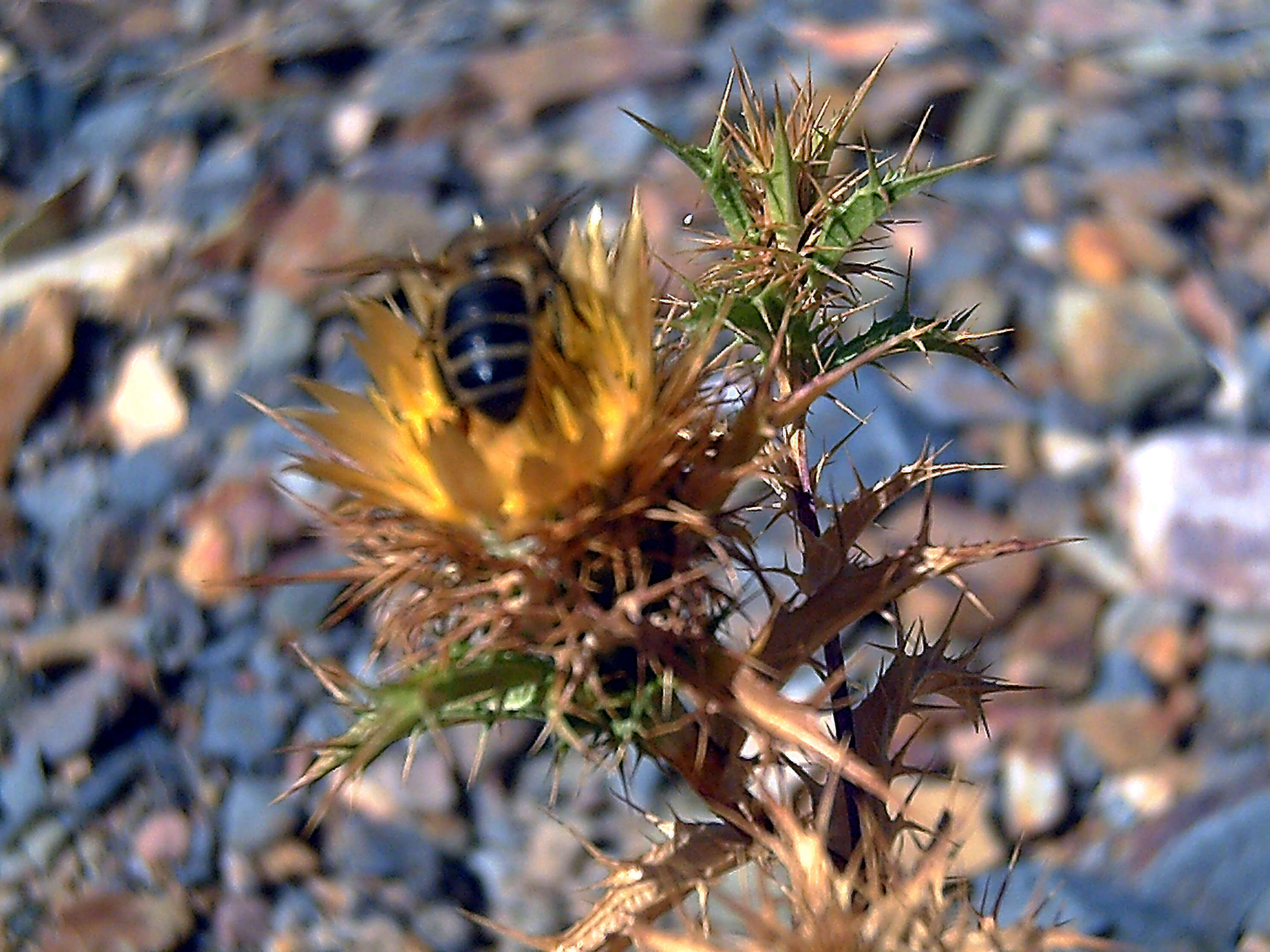 Image of Carlina corymbosa L.