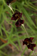 Image of Gladiolus atropurpureus Baker