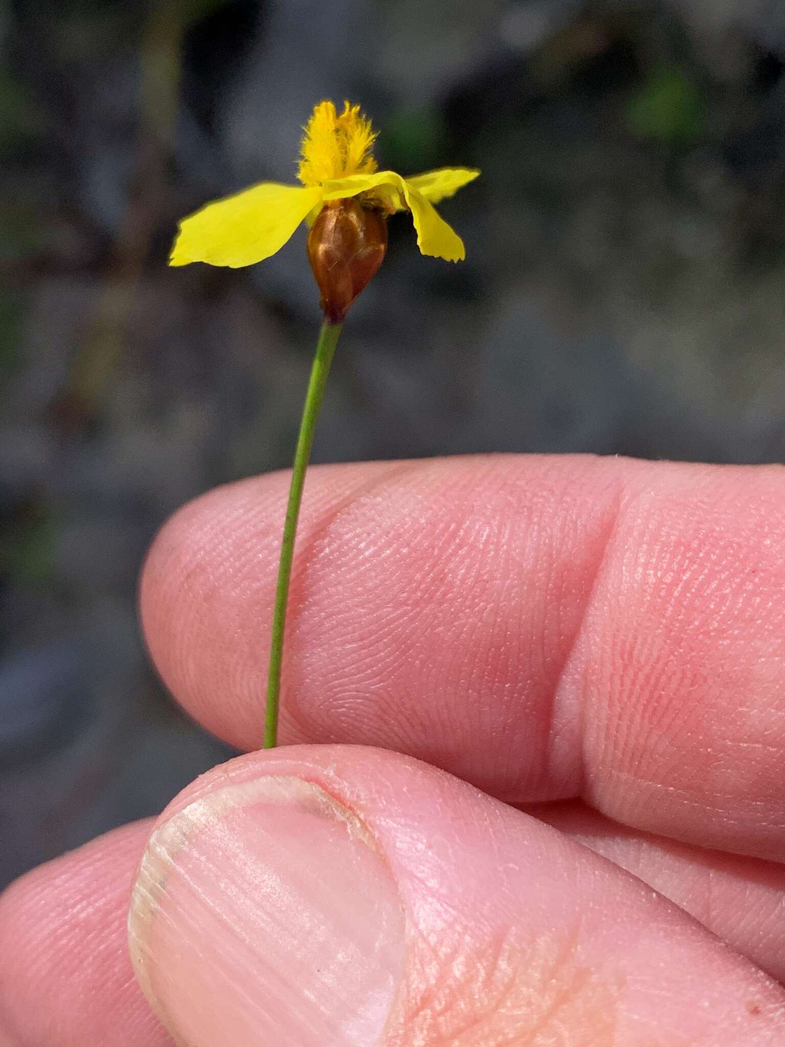 Image of Xyris juncea R. Br.