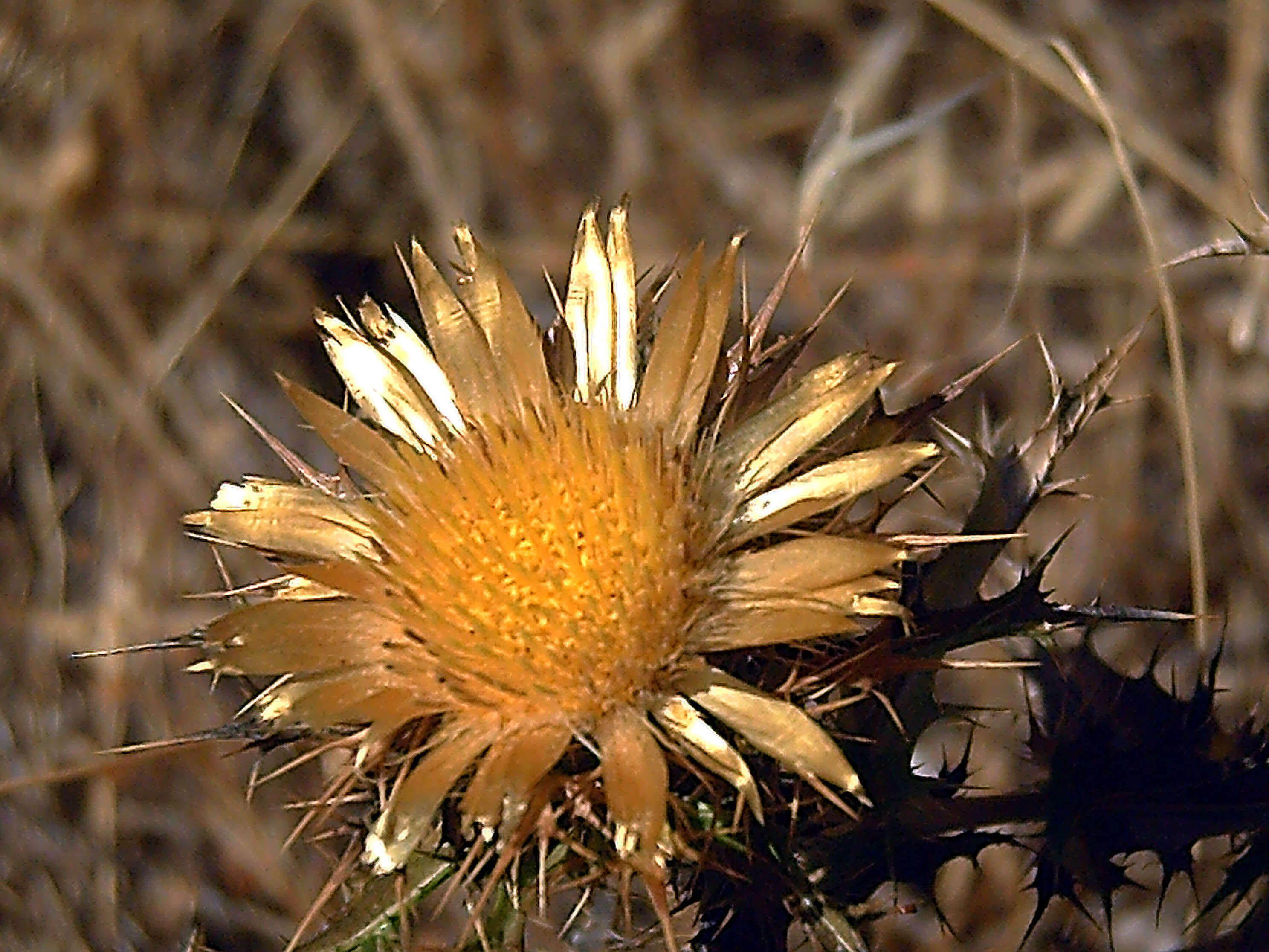 Image of Carlina corymbosa L.