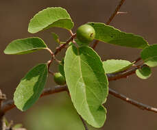 Image of governor's plum