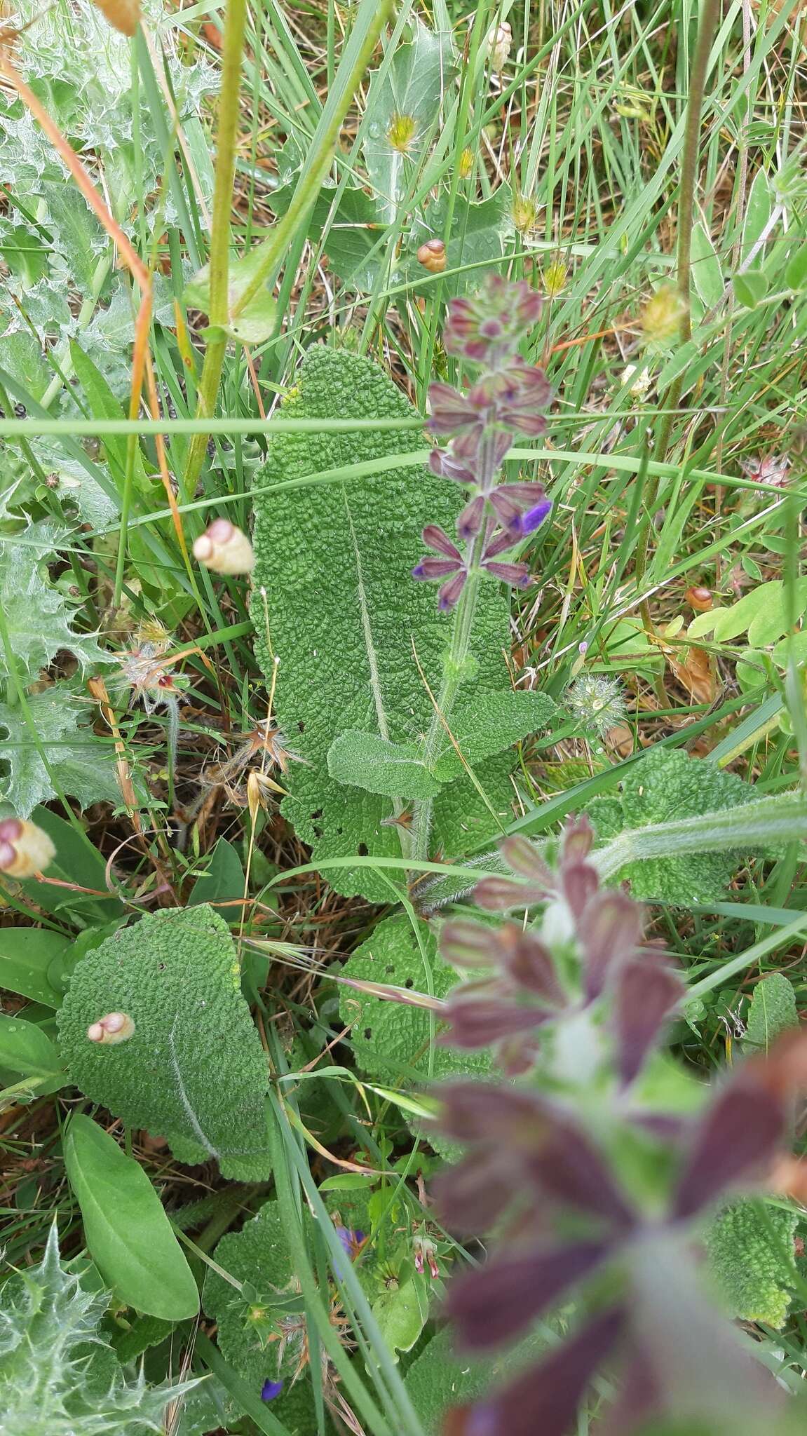 Imagem de Salvia sclareoides Brot.