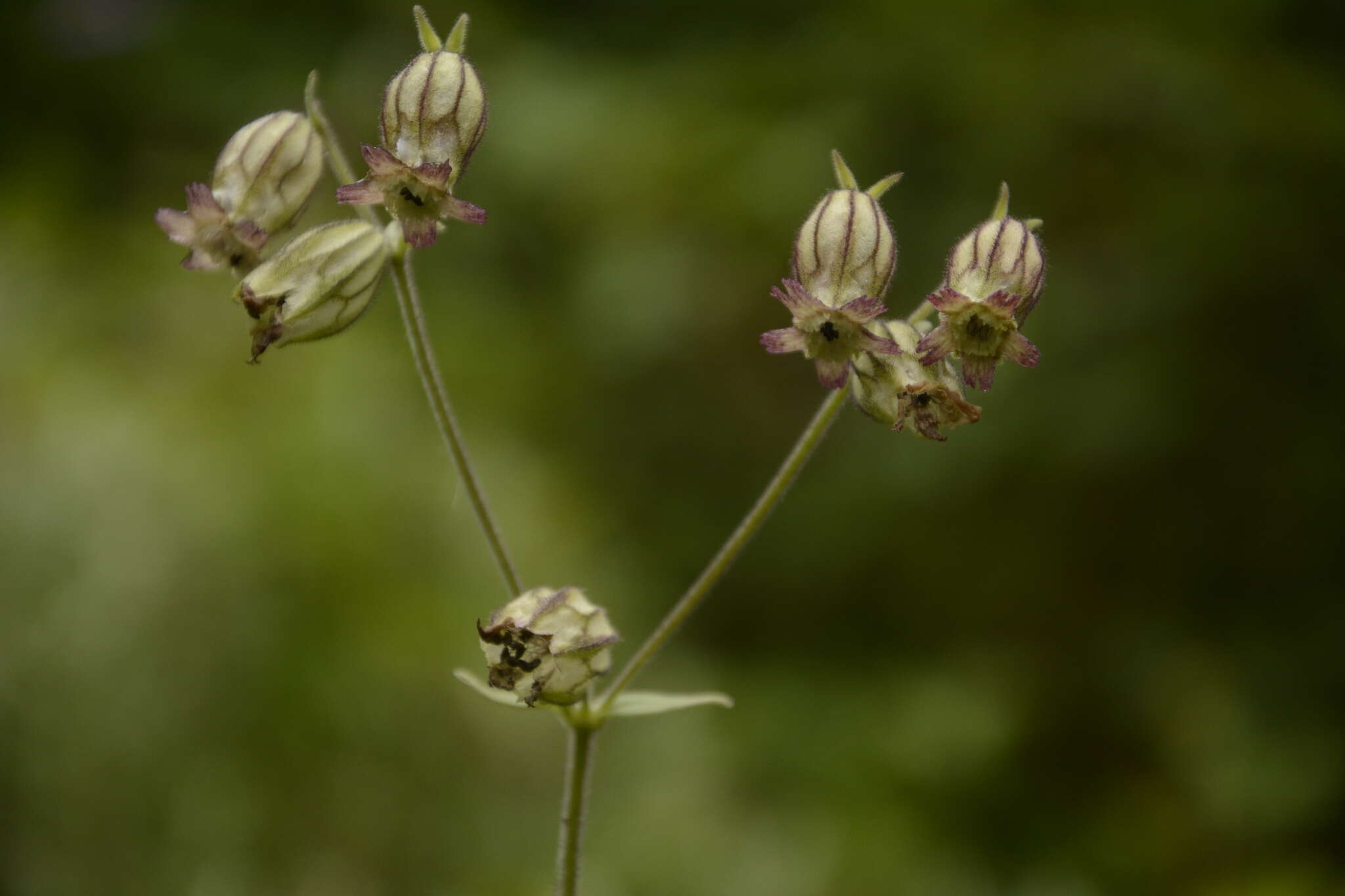 Imagem de Silene indica Roxb.