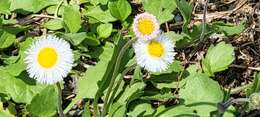 Image of Corpus Christi fleabane