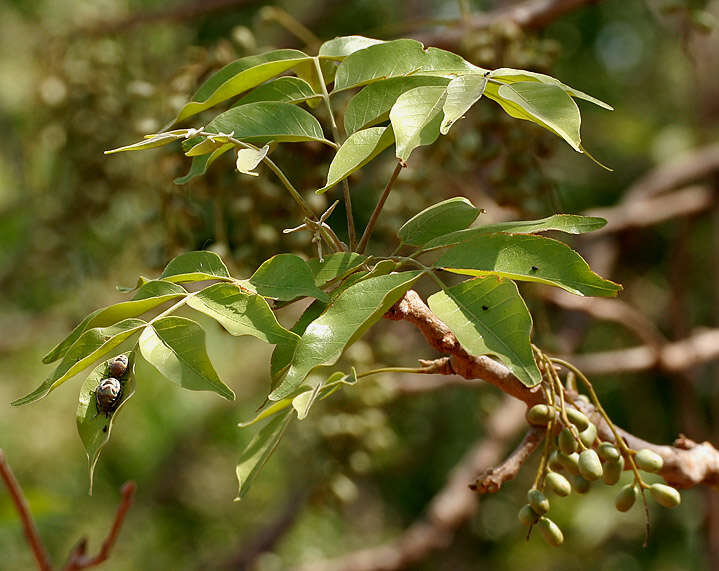 Image de Lannea coromandelica (Houtt.) Merr.