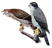 Image of Eurasian Goshawk