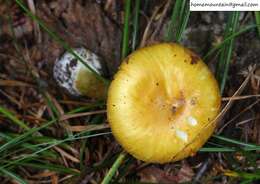 Image of Amanita subjunquillea S. Imai 1933