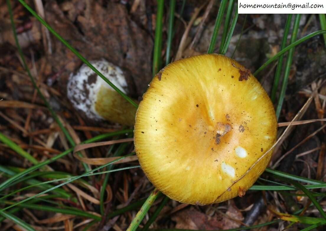 Image of Amanita subjunquillea S. Imai 1933