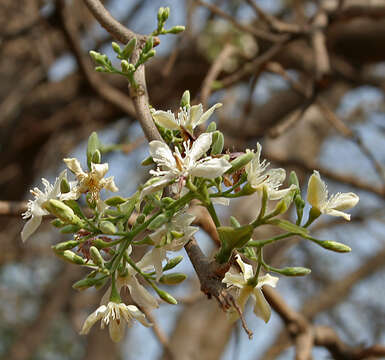 Image of Wrightia tinctoria R. Br.