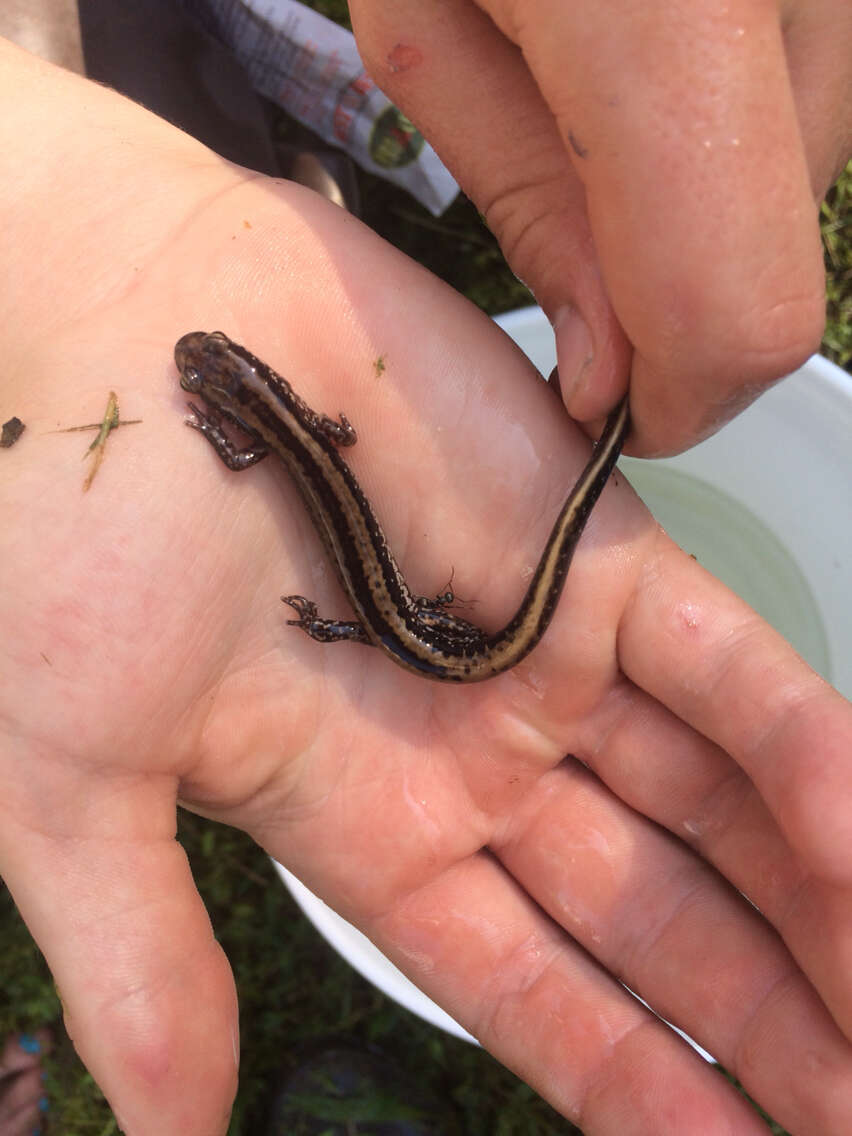 Image of Three-lined Salamander