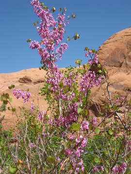 Image of <i>Cercis orbiculata</i>