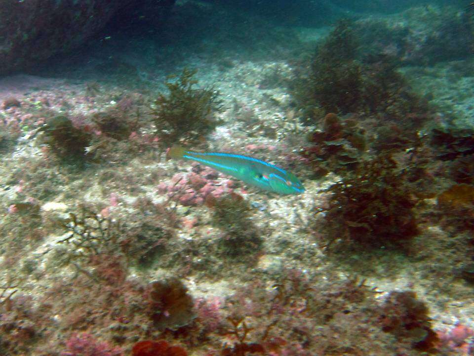 Image of Cutribbon wrasse