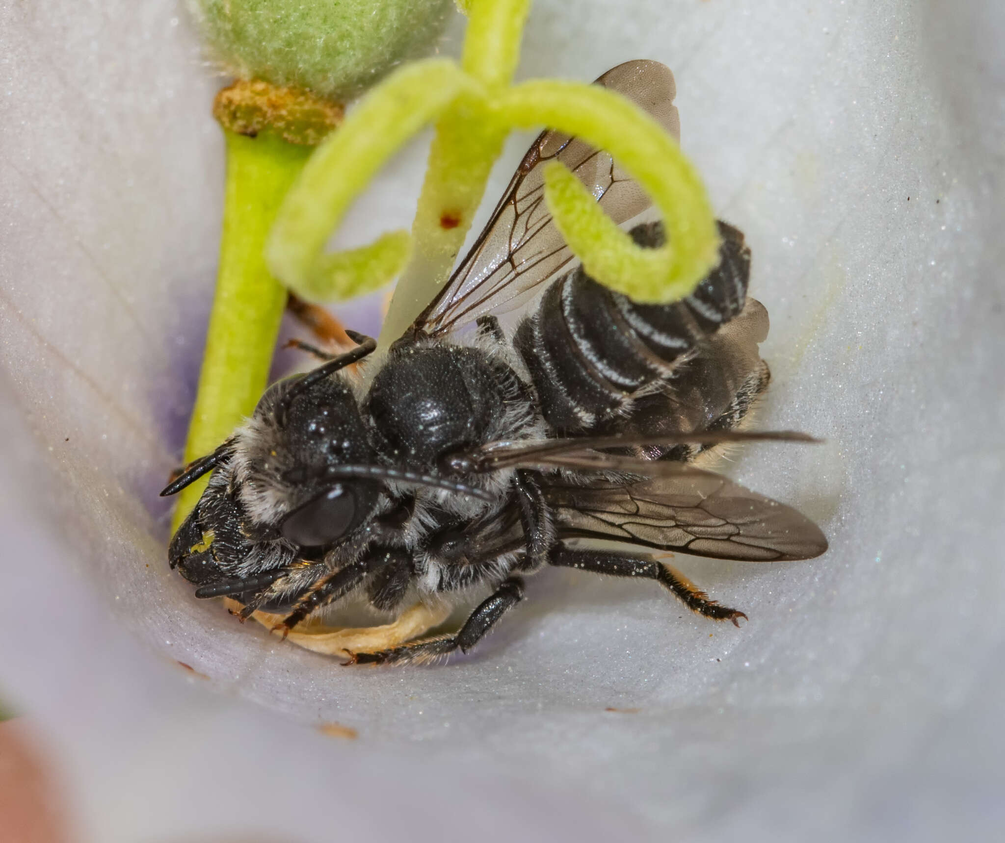 Image of Bellflower Resin Bee