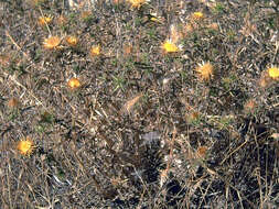 Image of Carlina corymbosa L.