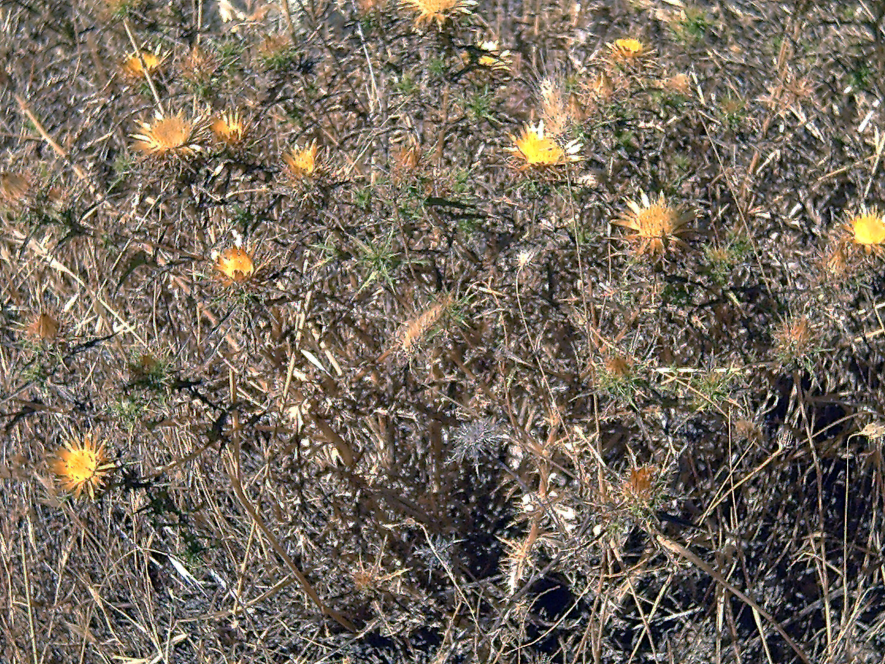 Image of Carlina corymbosa L.